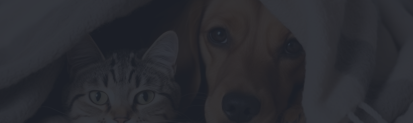 Cat and dog nestled together under a blanket, symbolizing companionship and the importance of pet care in the context of affordable pet insurance.