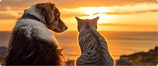 Dog and cat sitting together watching a sunset by the ocean, symbolizing companionship and pet insurance coverage options.