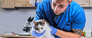 Veterinarian examining a cat in a clinic, highlighting the importance of pet care and insurance for veterinary expenses.